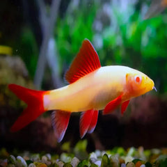 Albino Rainbow Shark