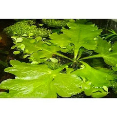 Antler fern - Ceratopteris pteridoides -Floating Plant