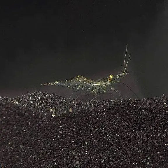 Algae Eaters