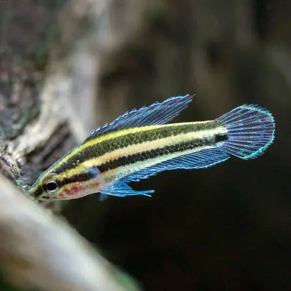 Ocean Mini Fish MINI OCEAN COMBO: FOR NEWBIE FISH & PLANT LOVER - Micro Aquatic Shop