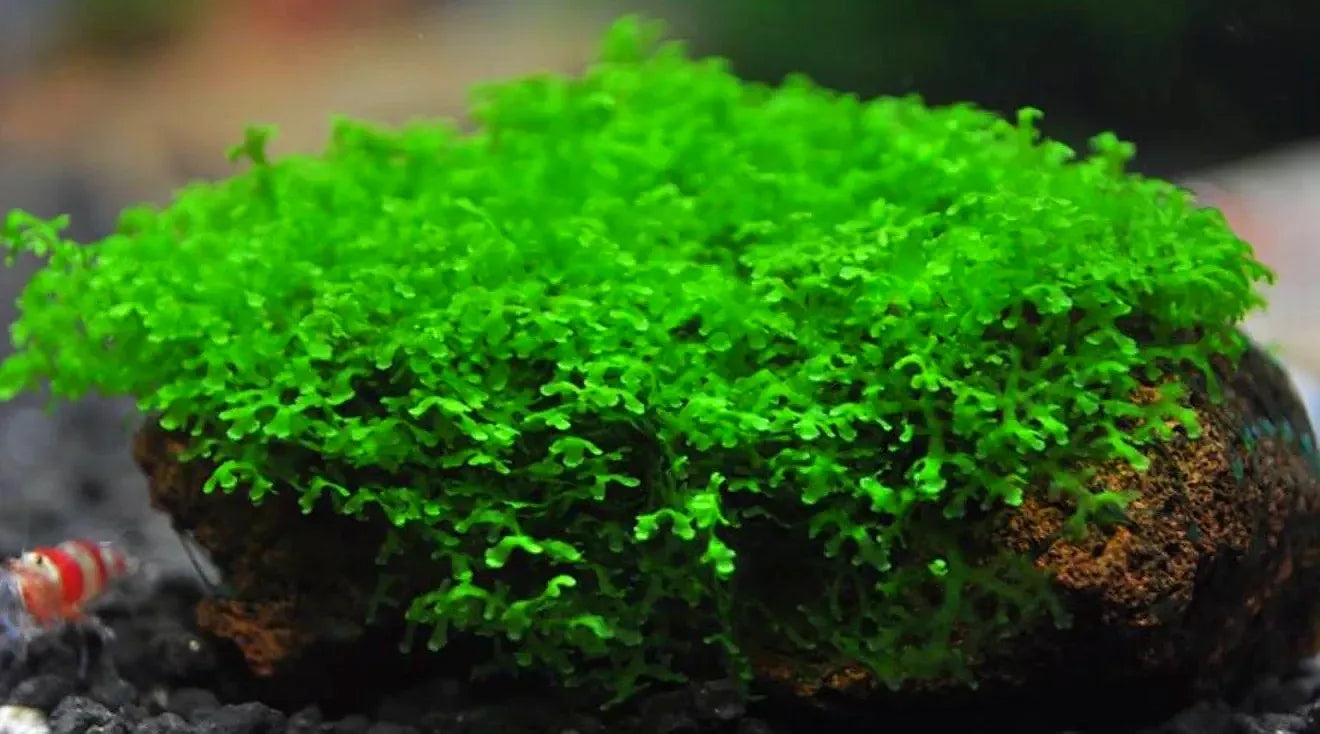 Mini Pelia - Riccardia chamedryfolia- Coral  Moss