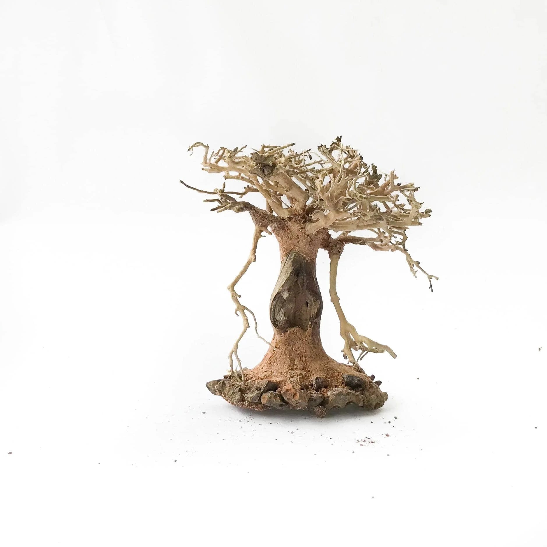 Miniature Bonsai Driftwood on Volcanic Rock - 10- 15cm Tall