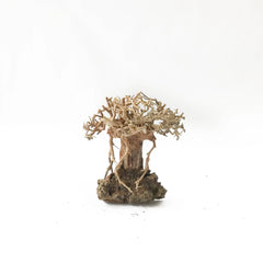 Miniature Bonsai Driftwood on Volcanic Rock - 10- 15cm Tall