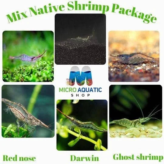 Mix Native Shrimp