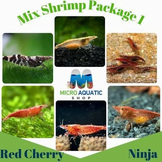 Mix Shrimp Package 1 ( 5 red cherry + 5 ninja )