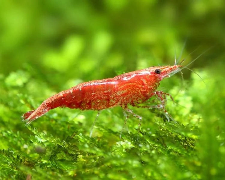 Mix Shrimp Package 1 ( 5 red cherry + 5 ninja )