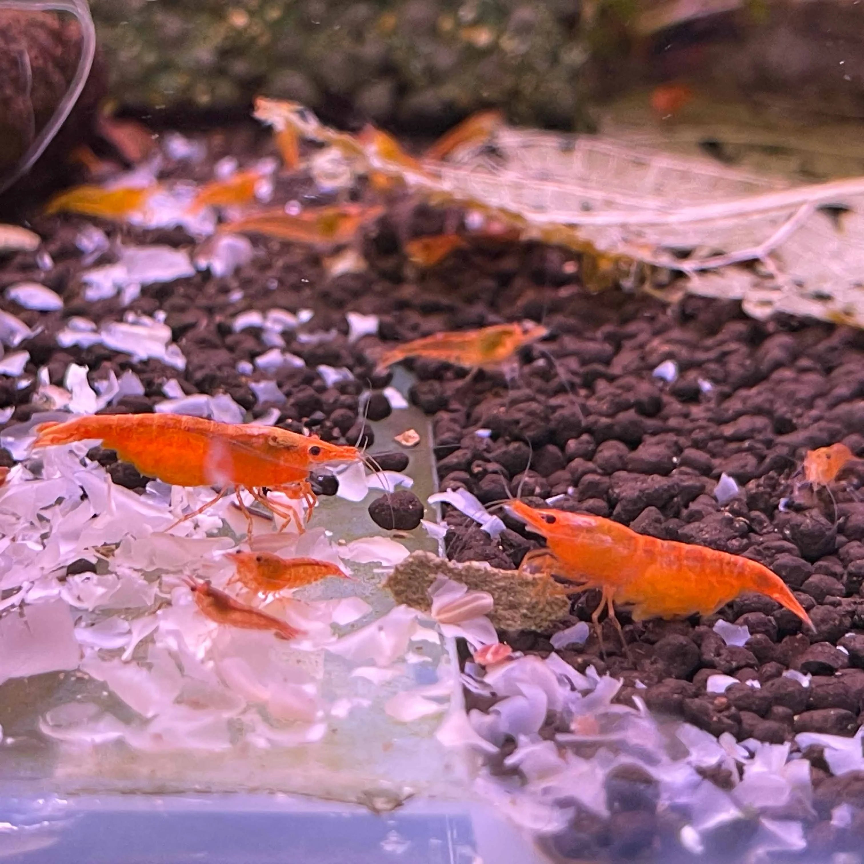 Mix Shrimp Package 3 ( 5 red cherry + 5 ninja + 5 sunkist + 5 red nose )