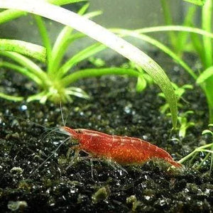 Mix Shrimp Package 3 ( 5 red cherry + 5 ninja + 5 sunkist + 5 red nose )