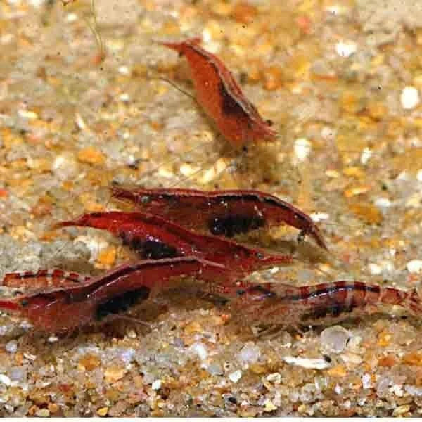 Mix Shrimp Package 3 ( 5 red cherry + 5 ninja + 5 sunkist + 5 red nose )