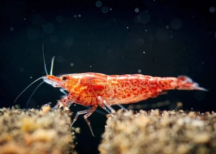 Mix Shrimp Package 3 ( 5 red cherry + 5 ninja + 5 sunkist + 5 red nose )