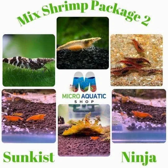 Mix Shrimp Package 2 ( 5 sunkist + 5 ninja )