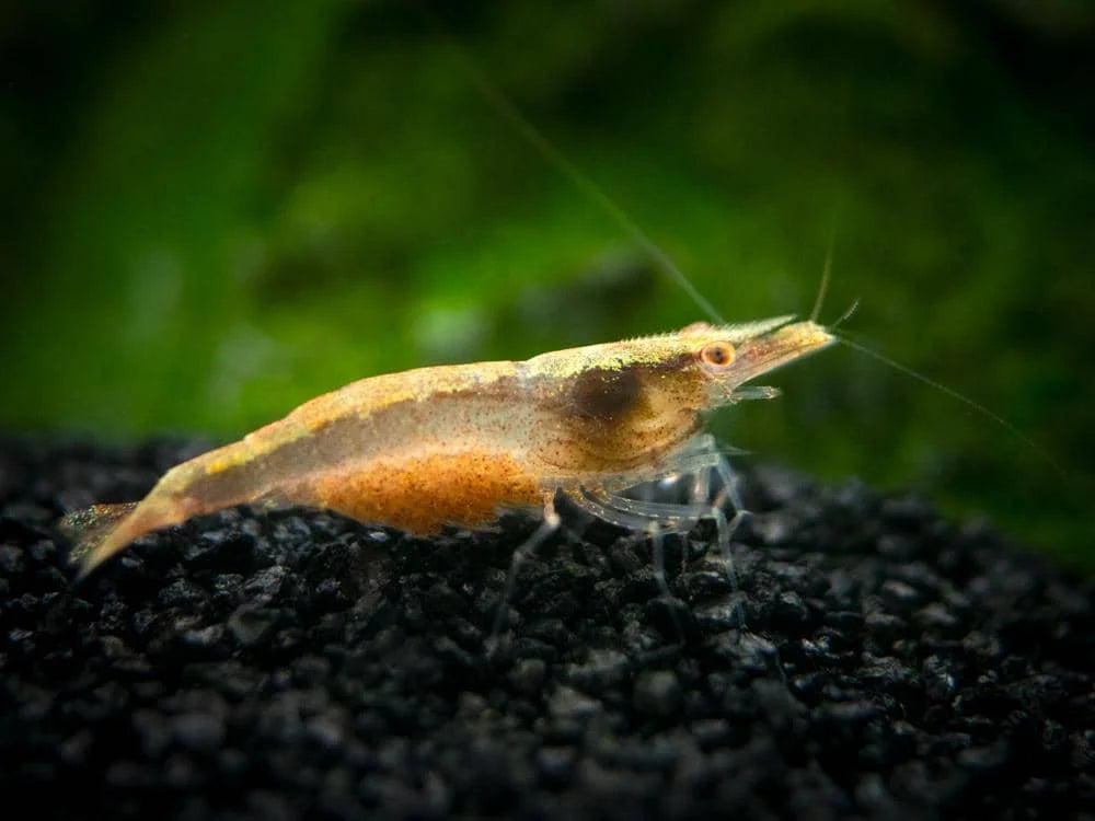Mix Shrimp Package 2 ( 5 sunkist + 5 ninja )