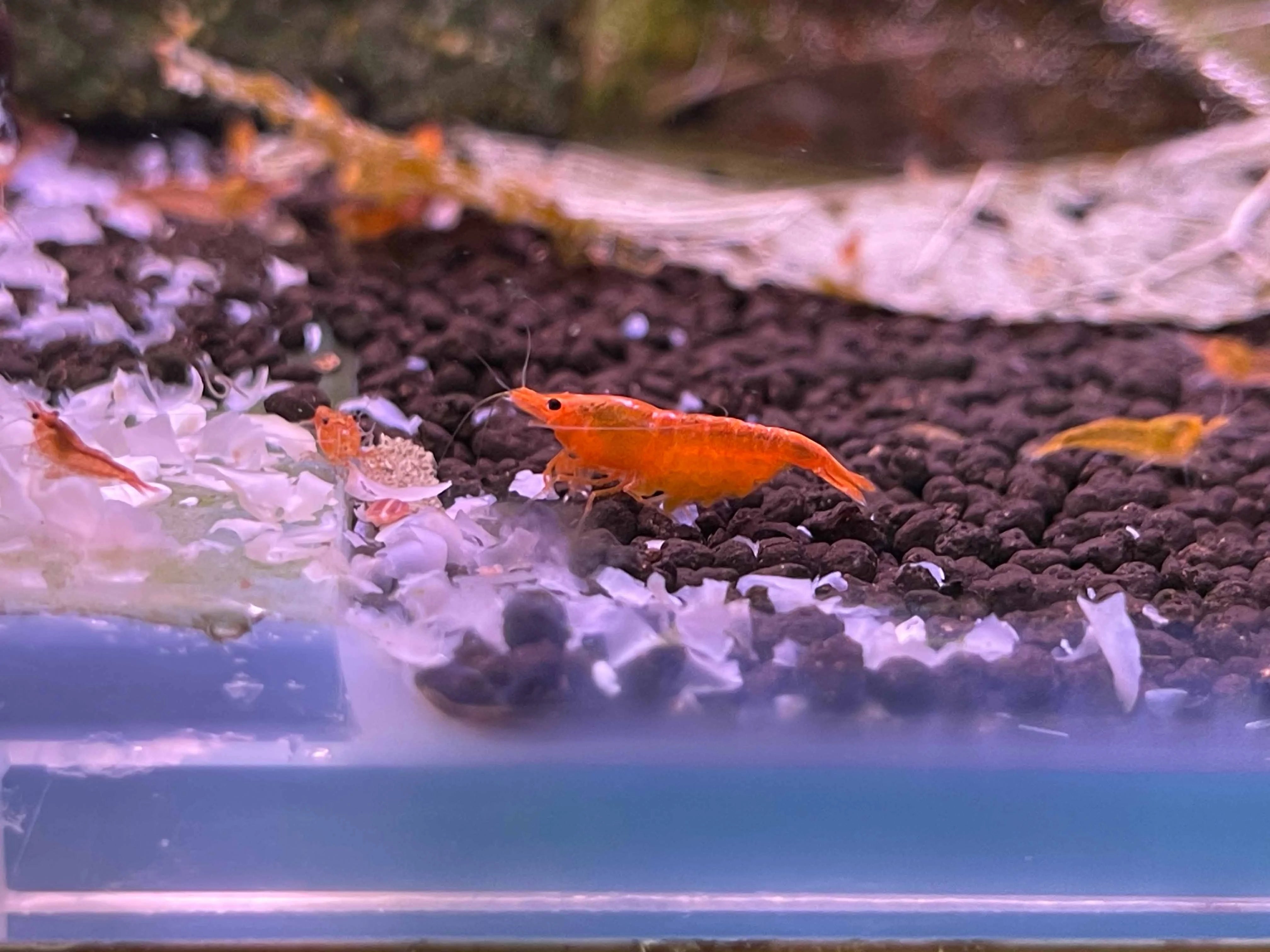 Mix Shrimp Package 2 ( 5 sunkist + 5 ninja )