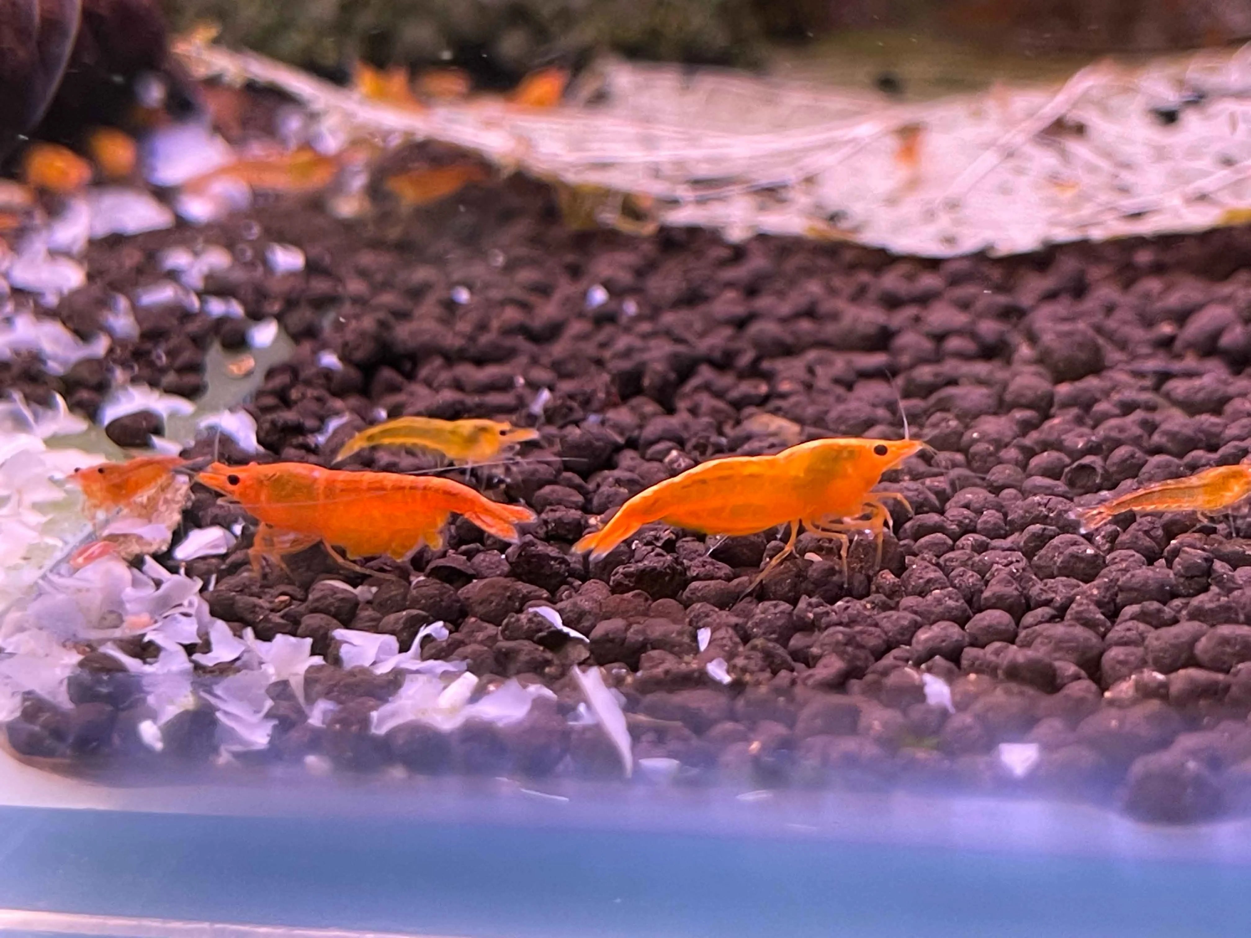 Mix Shrimp Package 2 ( 5 sunkist + 5 ninja )