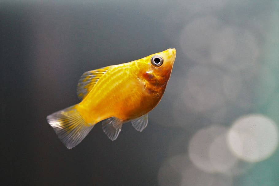 Gold balloon molly with a rounded body and short rounded tail.