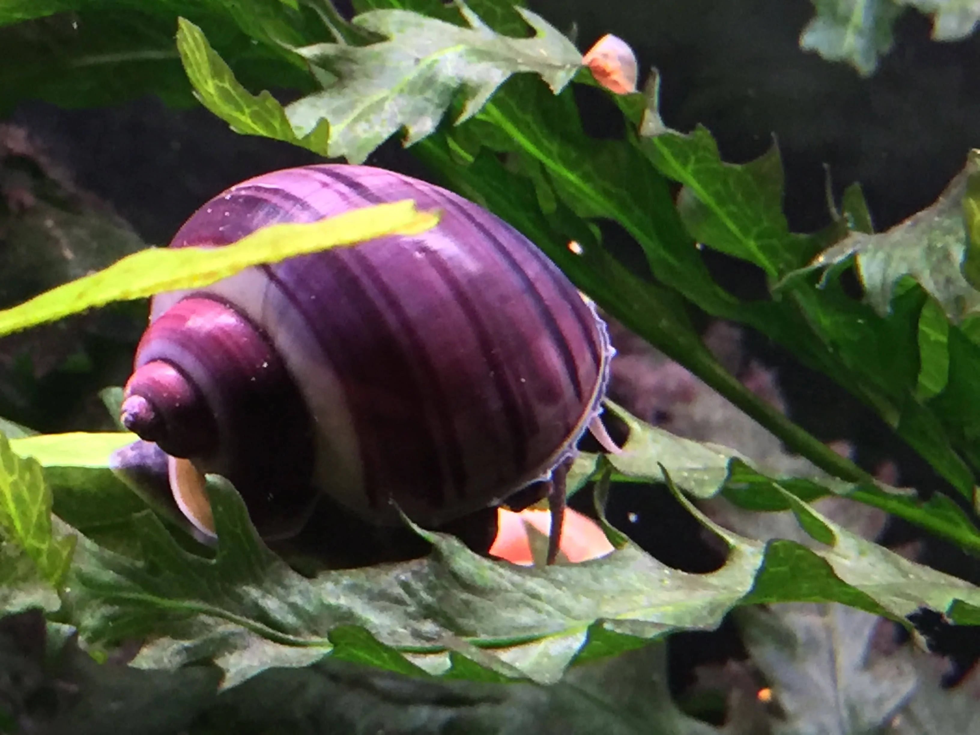 Mystery Snail Package