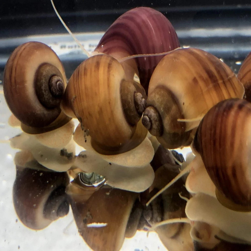 Mystery Snail Package