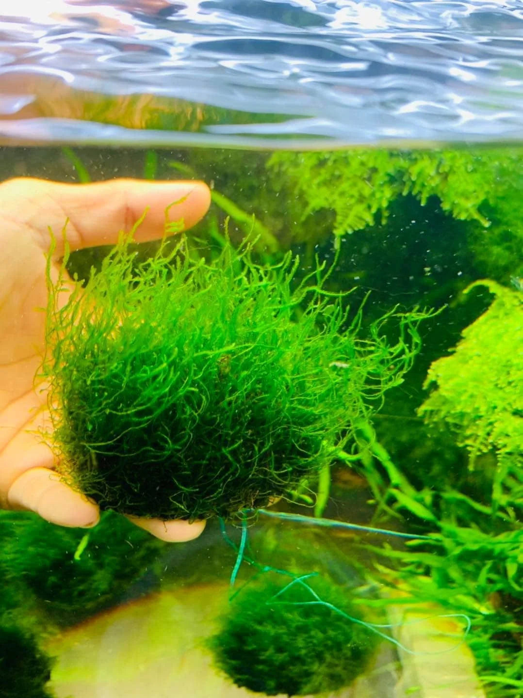 NaPad - Pebble base for Aquatic Plants ( Round )