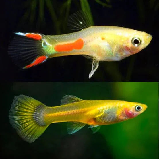 Neon Blone Endler Pair