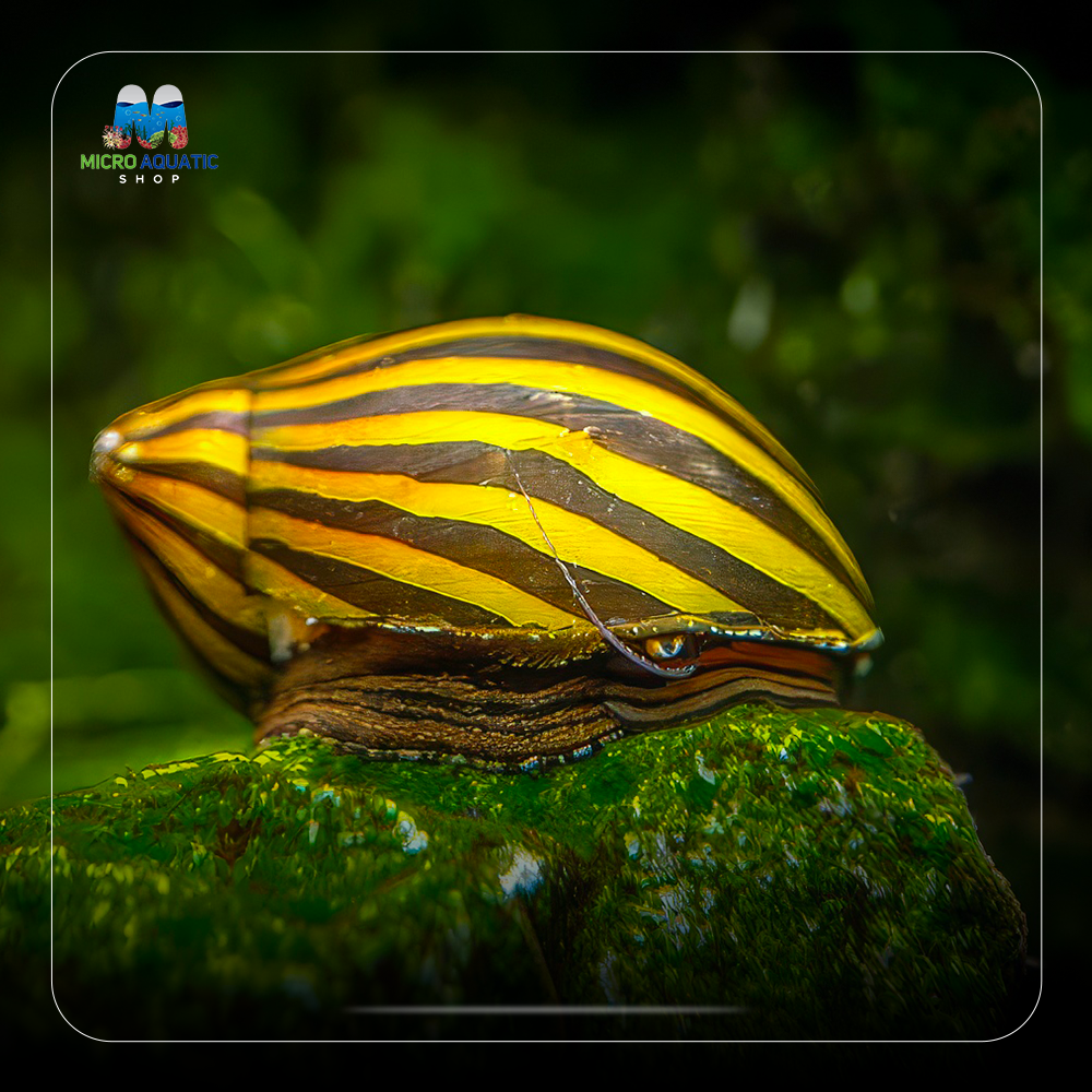 Nerite Snail | Algae Eater for Aquariums
