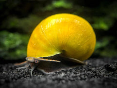 Olive Jade Mystery Snails