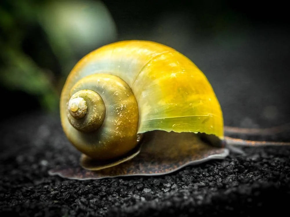 Olive Jade Mystery Snails