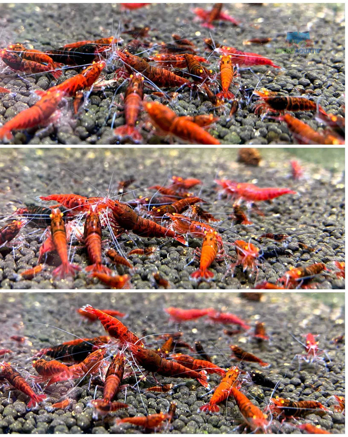 Orange Eyes Red King Kong Shrimp - Red Devil Shrimp