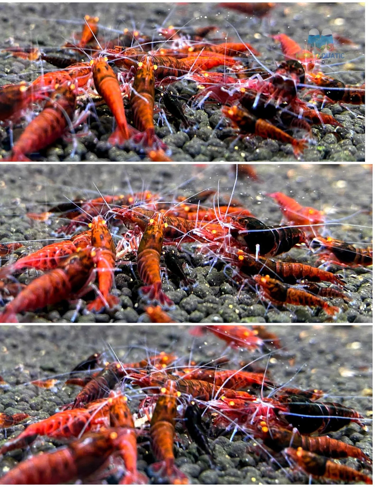 Orange Eyes Red King Kong Shrimp - Red Devil Shrimp