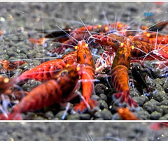 Orange Eyes Red King Kong Shrimp - Red Devil Shrimp