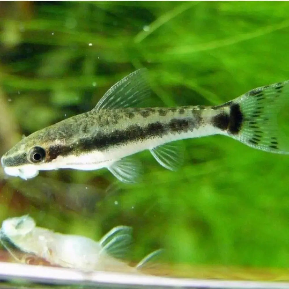 Otocinclus Catfish Black Beard Algae Eater Micro Aquatic Shop otocinclus-catfish-black-beard-algae-eater-micro-aquatic-shop