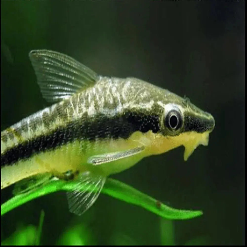 Otocinclus Catfish Natural Algae Cleaner For Freshwater Tanks Micro otocinclus-catfish-natural-algae-cleaner-for-freshwater-tanks-micro