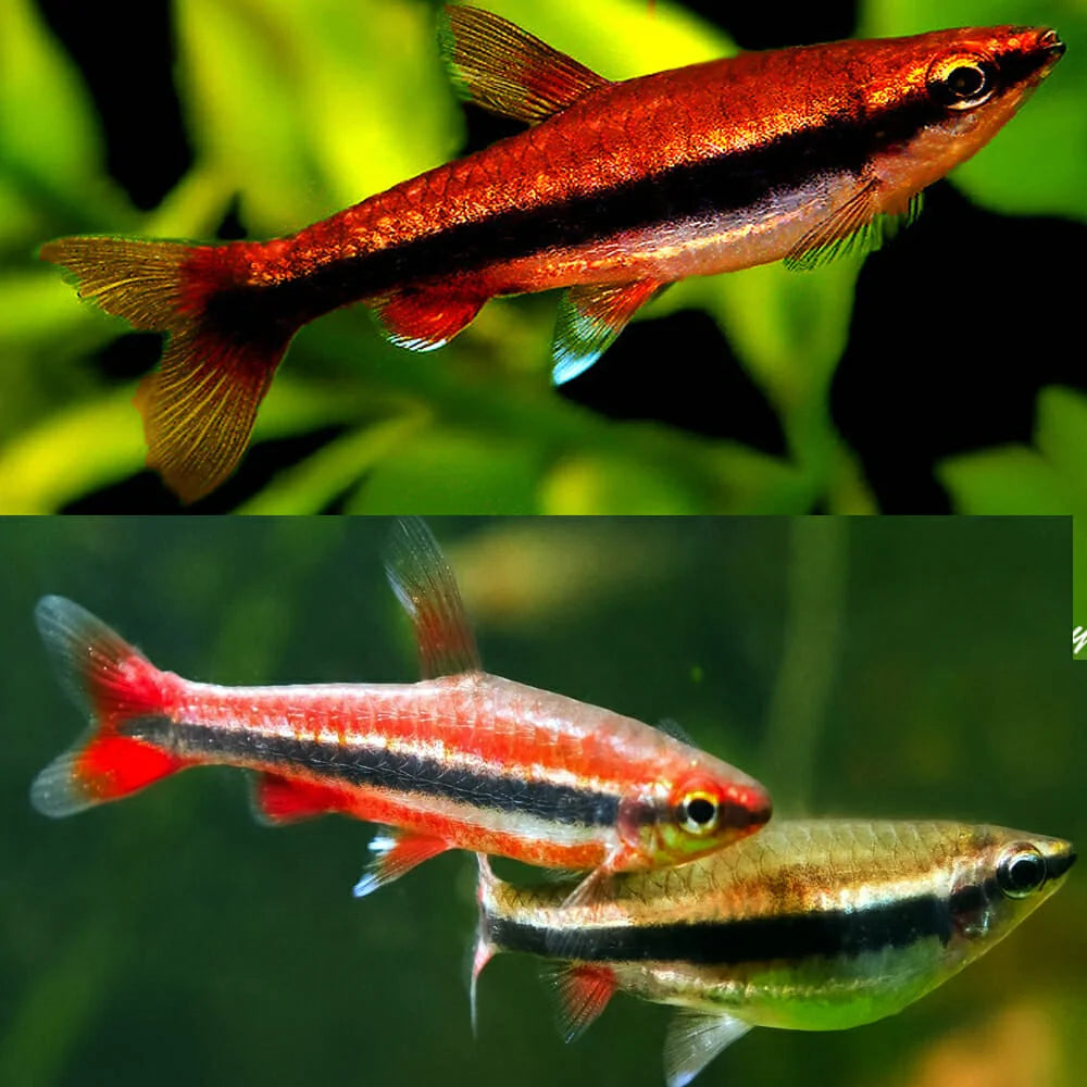 Pencil Fish (Red) - Nannostomus beckfordi
