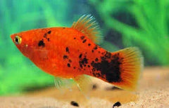 Platies –Red Spotted 4cm