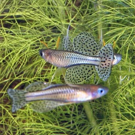 Spotted Blue Eye Rainbowfish - Pseudomugil gertrudae- Rare