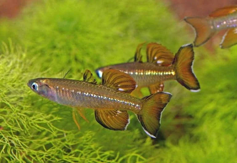 Delicate Neon Blue-eye Pseudomugil cyanodorsalis Rainbowfish 5cm - Pseudomugil tenellus