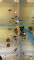 Purple Harlequin Rasbora - Trigonostigma heteromorpha