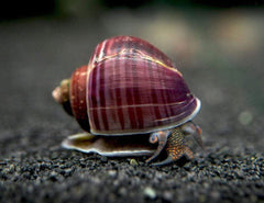 Purple Mystery Snails