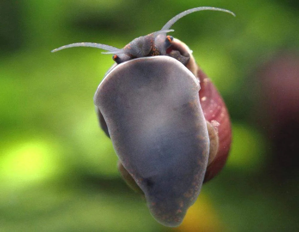 Purple Mystery Snails