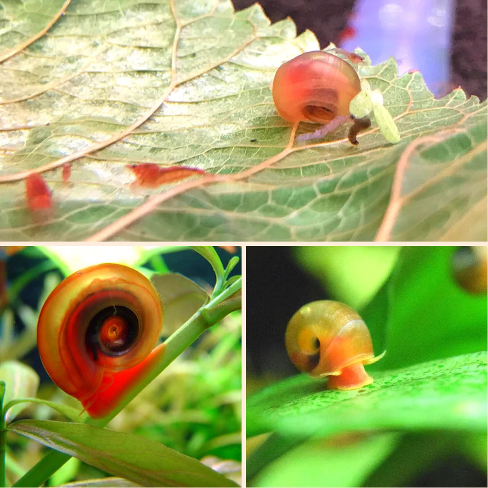 Ramshorn Snail Package 5 (2 Red, 2 Cherry Red, 2 Peach Ramshorn)