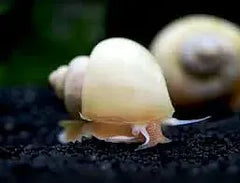 Rare Ivory Mystery Snails