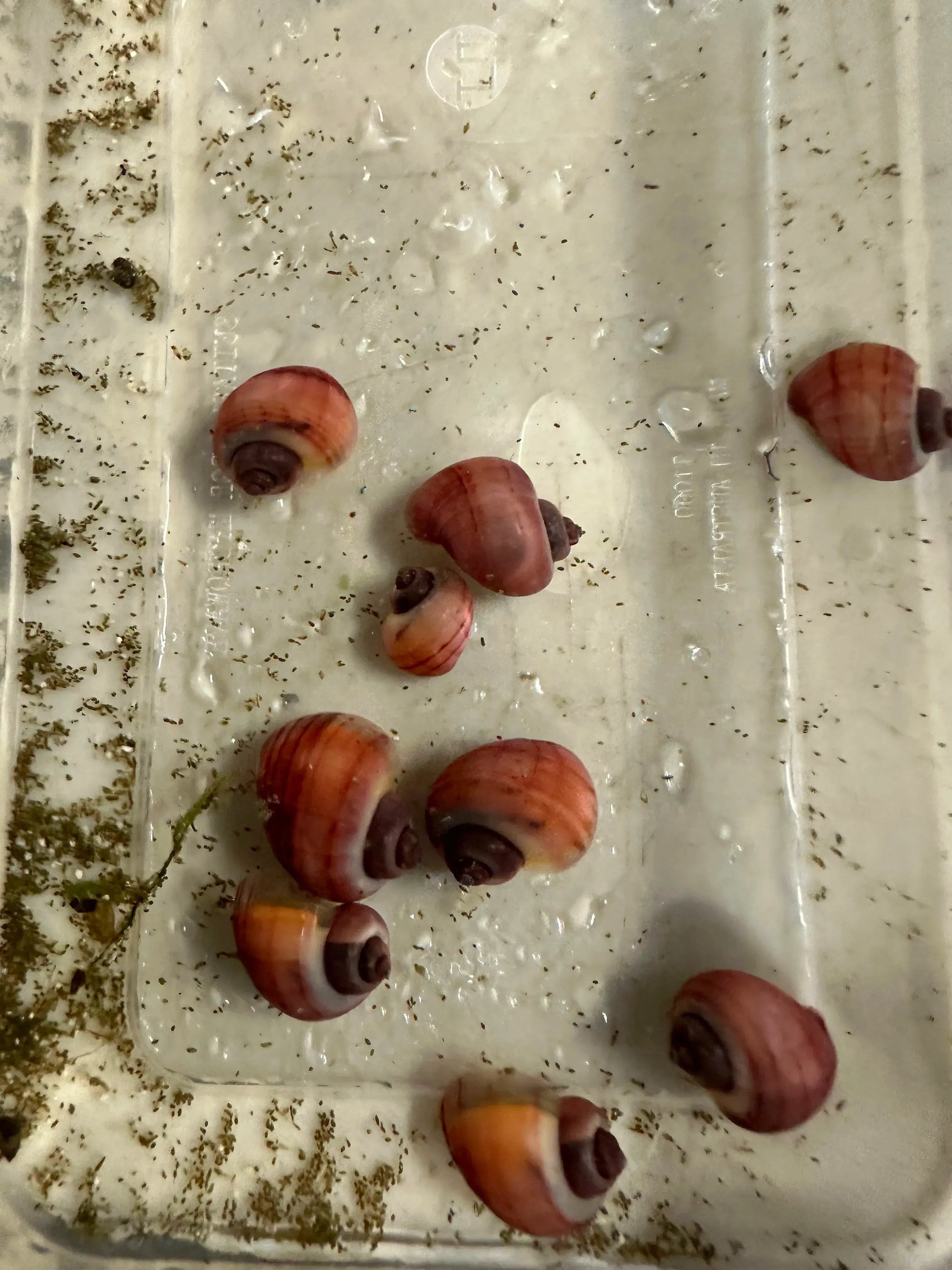 Rare Magenta Mystery Snails