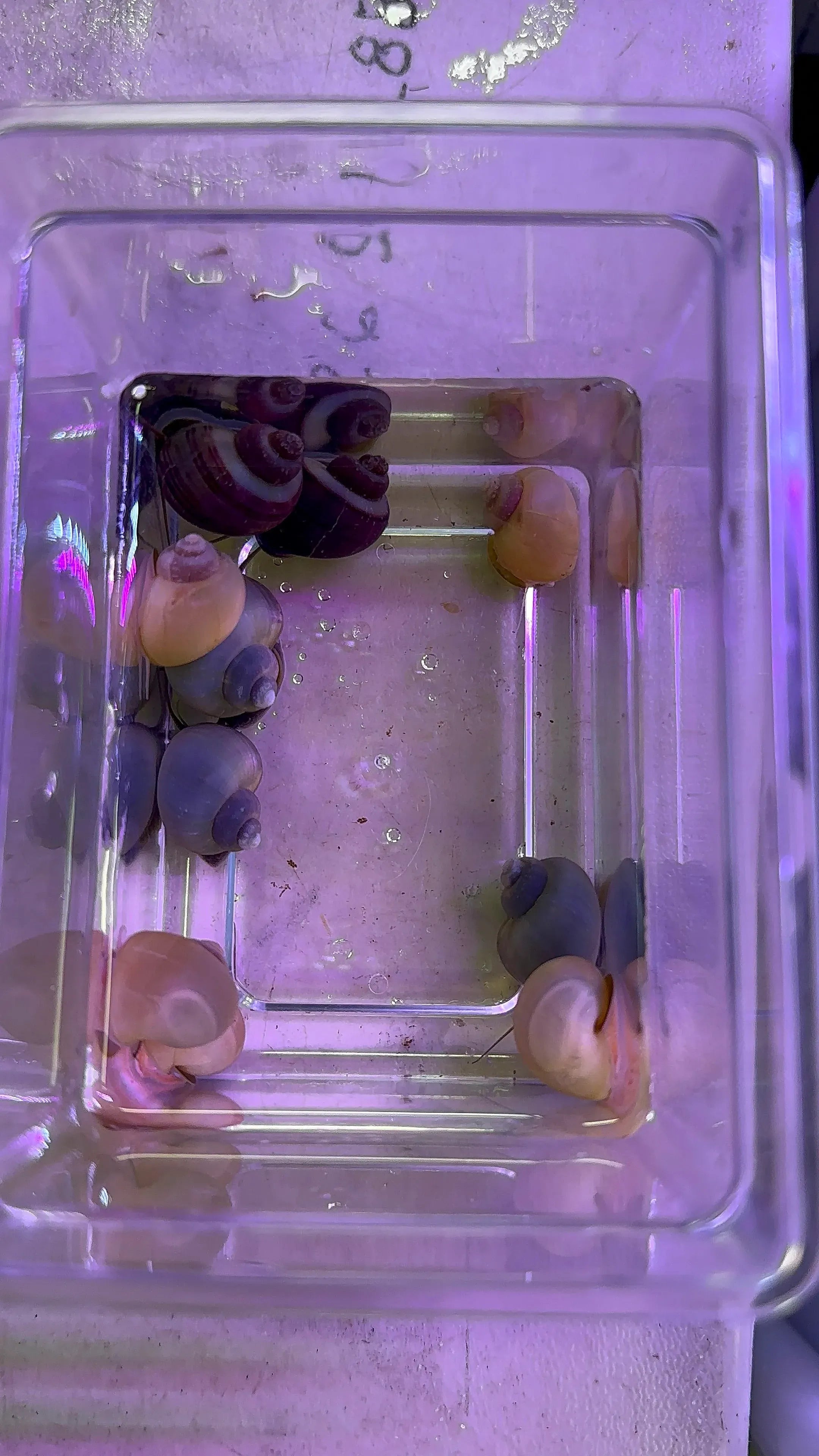 Rare Mystery Snails package