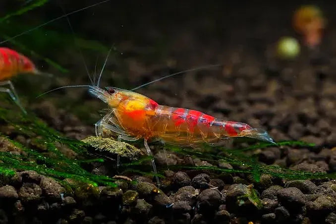 Red Calceo Shrimp / Red Dragon Shrimp