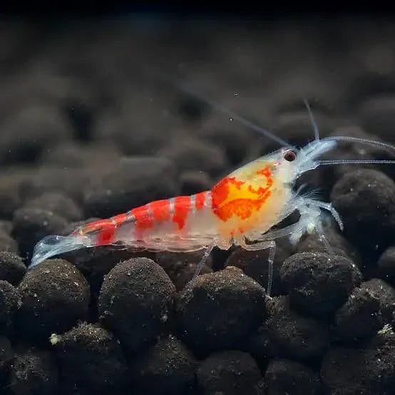 Red Calceo Shrimp / Red Dragon Shrimp