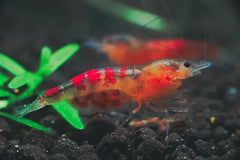 Red Calceo Shrimp / Red Dragon Shrimp