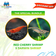 Red Cherry Shrimp x Darwin Shrimp: The Special Bundle