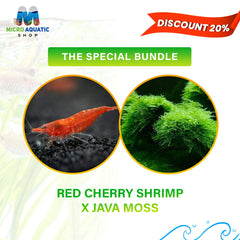 Red Cherry Shrimp x Java Moss: The Special Bundle
