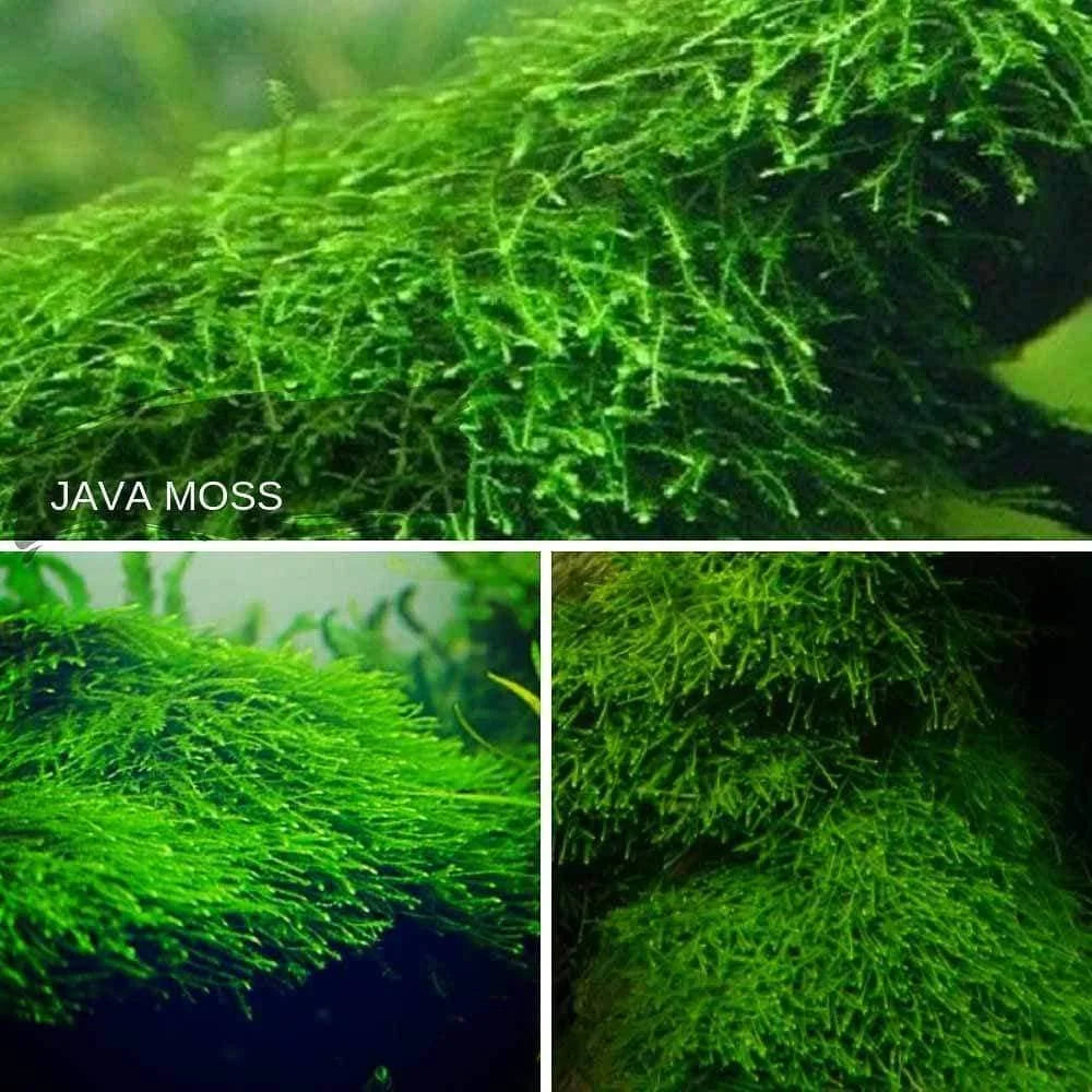 Red Cherry Shrimp x Java Moss: The Special Bundle