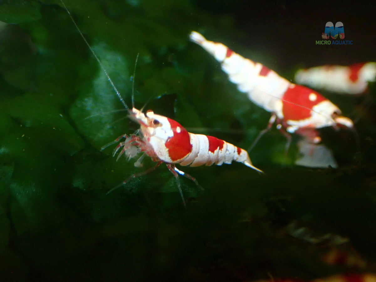 Crystal Red Shrimps Grade S to SS