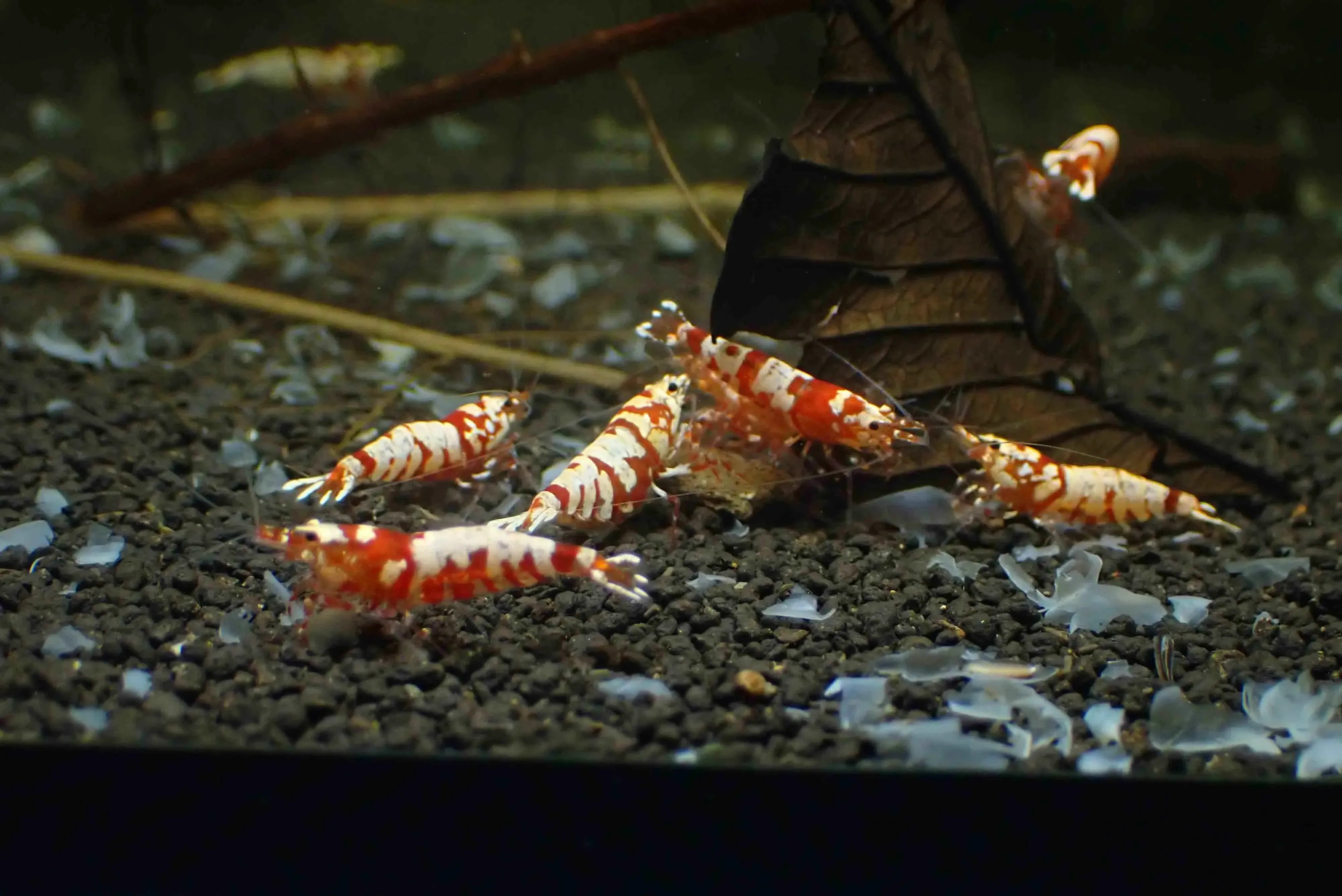 Red Fancy Tiger Caridina Shrimp - Medium Grade